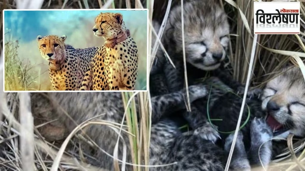 kuno three cheetah cubs marathi news, kuno cheetah project marathi news, cheetah marathi news
