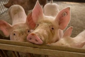 nandurbar african swine flu marathi news, pigs in nandurbar marathi news