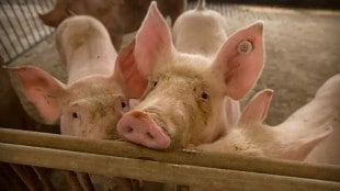 nandurbar african swine flu marathi news, pigs in nandurbar marathi news