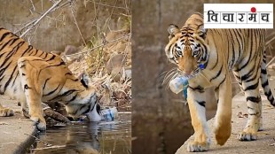 tadoba andhari tiger reserve marathi news, tiger with plastic bottle marathi news