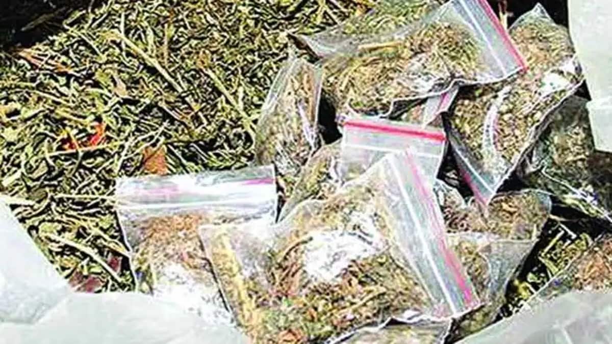 nagpur ganja smuggler marathi news, ganja smuggler arrested in nagpur marathi news, ganja of rupees 2 crores seized by dri nagpur marathi news