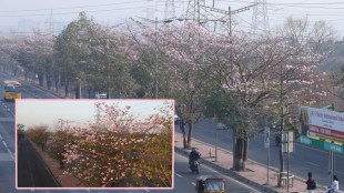 mumbai basant rani tree marathi news, basant rani blossomed in mumbai marathi news