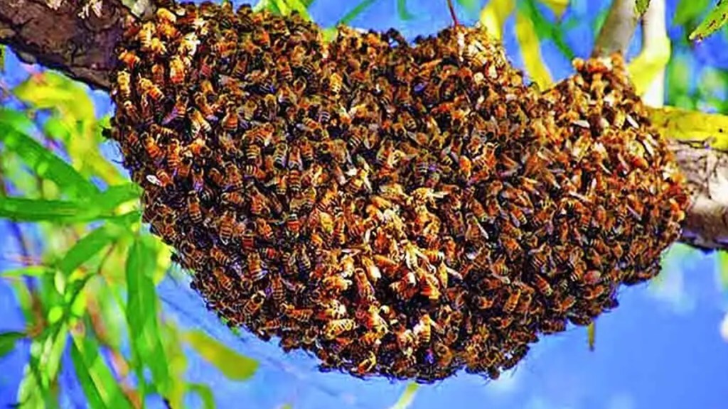 nashik beekeeping training marathi news, yashwantrao chavan maharashtra open university marathi news