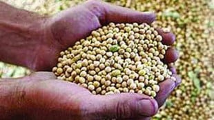 akola soybean farmers marathi news, soybean farmers in trouble akola marathi news, akola soybean marathi news