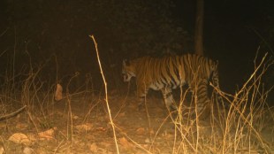yavatmal tigress marathi news, tigress captured in camera of forest department marathi news