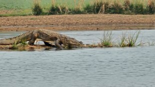 crocodiles softshell turtle eggs survey Pench Tiger Project nagpur