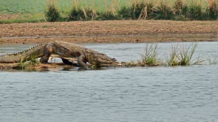 crocodiles softshell turtle eggs survey Pench Tiger Project nagpur