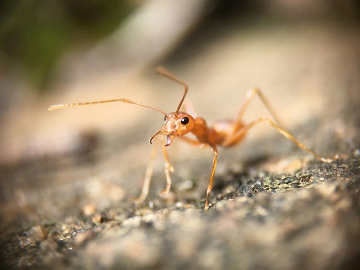 how to get rid of ants in the house quickly home remedies to get rid from ants Get Rid of Ants Fast Cheap and Easy tricks