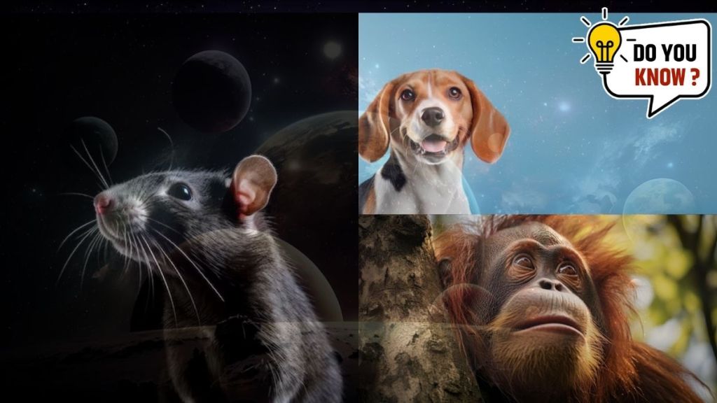 do you know these animals that traveled in space