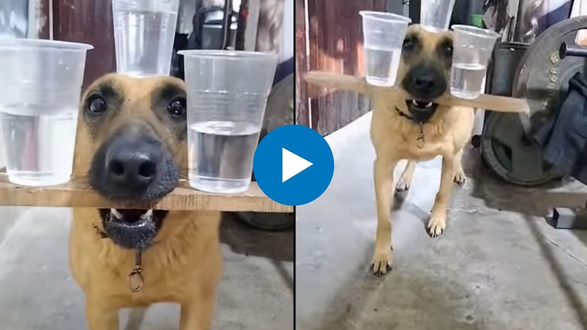 dog balancing glass on his head viral video