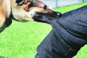 Pet dog bites young man crime against woman