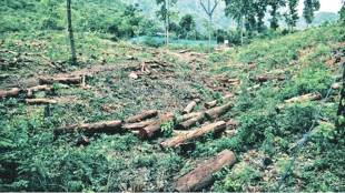government cutting down of forests