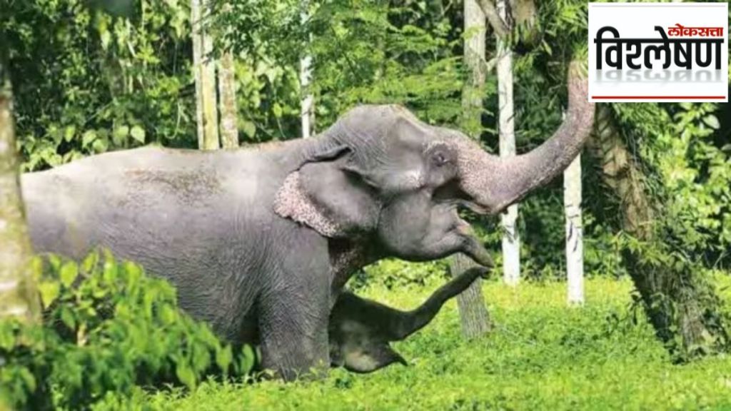 elephant attack