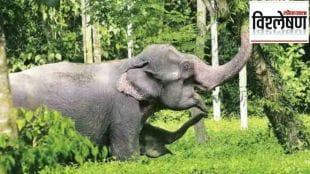 elephant attack