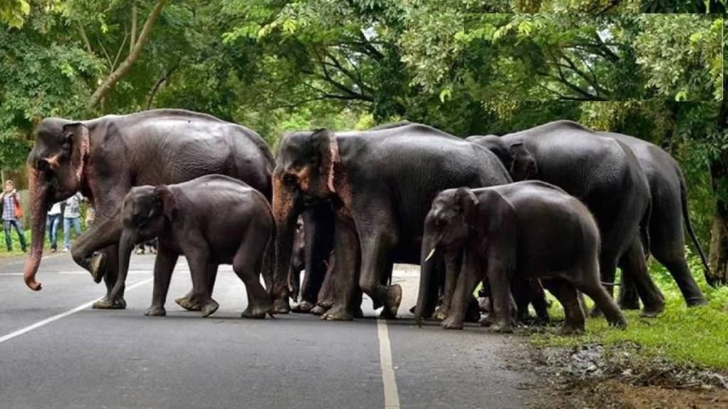 human elephant conflict in kerala