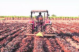 Cultivation or destruction of land The land becomes saline and infertile for agriculture