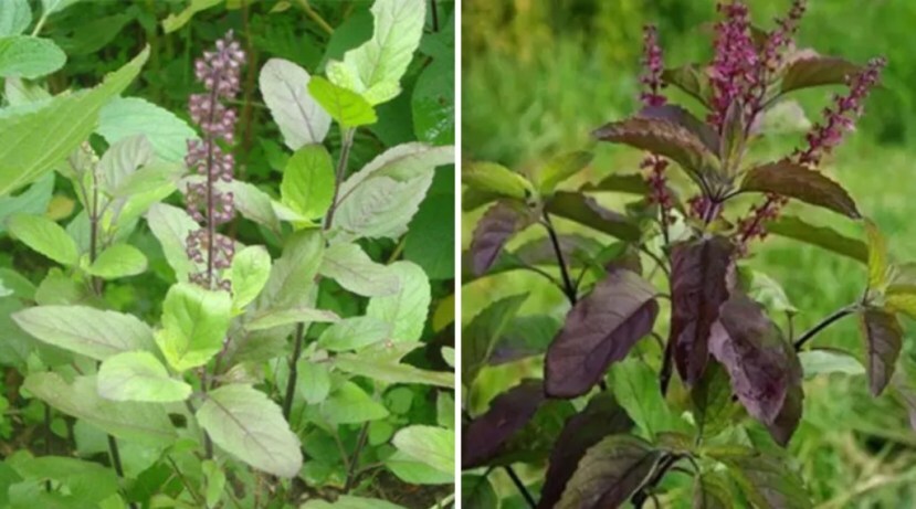 diy garden idea how to keep tulsi plant always green tulsi plant care good tips tulsi plant care tips know here