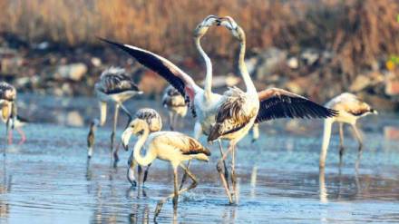 navi mumbai municipal corporation to open wetlands for residential complexes zws