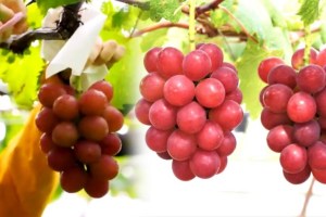 multi color grapes export demand decline at global level
