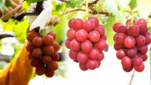 multi color grapes export demand decline at global level