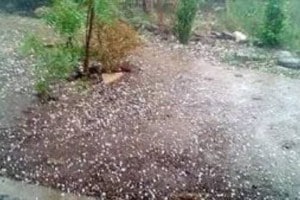 imd predicted hailstorm in north central Maharashtra