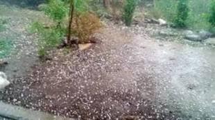 imd predicted hailstorm in north central Maharashtra