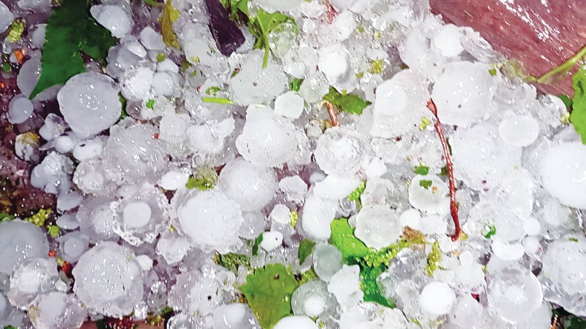 crop damage in vidarbha marathwada and north maharashtra due to unseasonal rain hailstorm