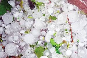crop damage in vidarbha marathwada and north maharashtra due to unseasonal rain hailstorm
