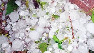 crop damage in vidarbha marathwada and north maharashtra due to unseasonal rain hailstorm
