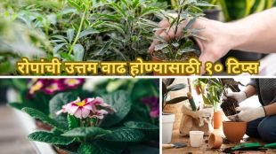 how to water a plant tips in marathi