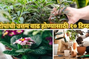 how to water a plant tips in marathi