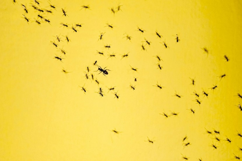 how to get rid of ants in the house quickly home remedies to get rid from ants Get Rid of Ants Fast Cheap and Easy tricks