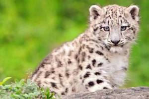 leopard cubs rescue in sanjay gandhi national park