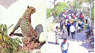 Success in catching the leopard after six hours in the nagar city