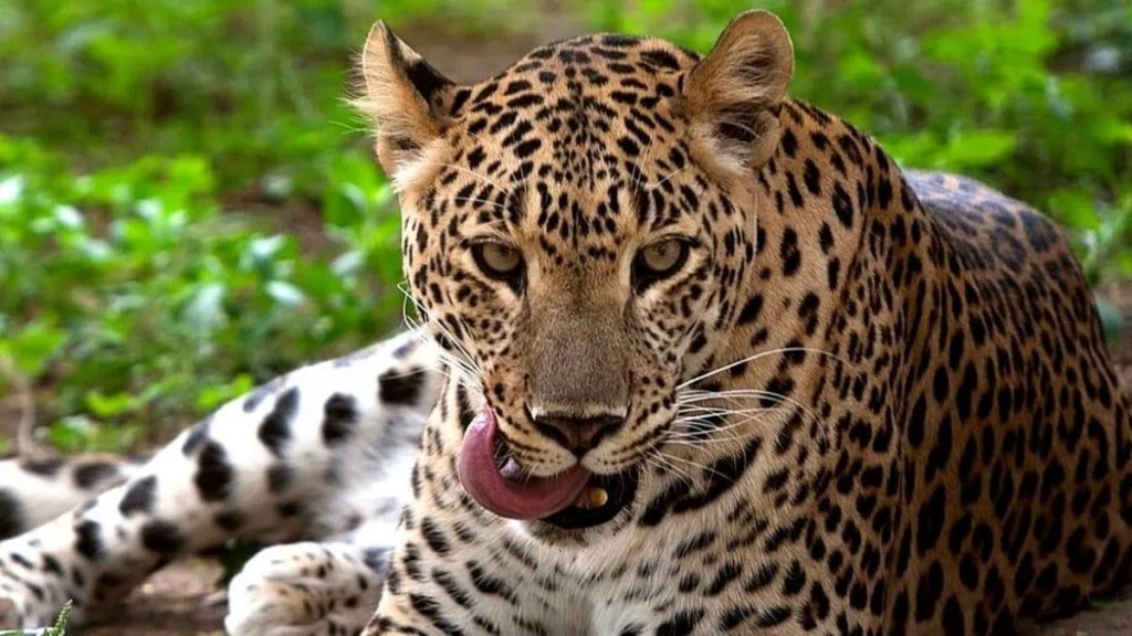 A dead body of a leopard was found in Sangli Rethere area