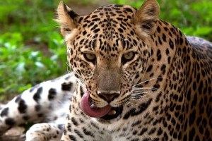 The number of leopards in India has now reached 13 thousand 874