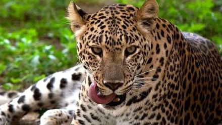 The number of leopards in India has now reached 13 thousand 874