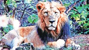 Lioness Sita kept with lion Akbar in Bengal safari park