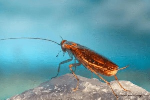 Kerala doctors remove 4 cm-long cockroach from man’s lungs