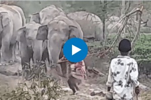 Man Provokes Elephant With Stick Receives Instant Karma IFC Officer Shared Viral Video