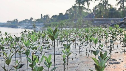 chaturnag, ecofeminism, efforts, women, mangrove conservation, nature,
