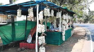 prices of alibaug white onions up in maharashtra