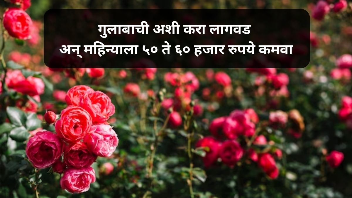 how to cultivate rose
