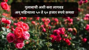 how to cultivate rose