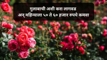 how to cultivate rose