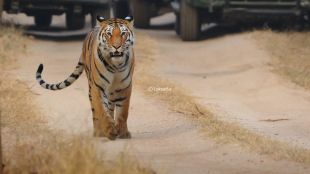 Pench Tiger Reserve Nagpur Bharti 2024