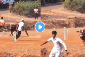 the bull suddenly walks into the cricket field and chases players during cricket match