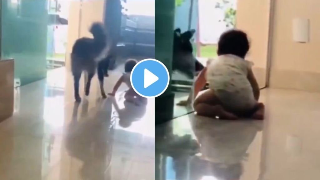pet dog save child from falling down the stairs