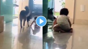 pet dog save child from falling down the stairs