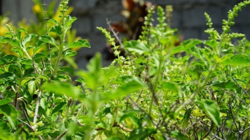 diy garden idea how to keep tulsi plant always green tulsi plant care good tips tulsi plant care tips know here
